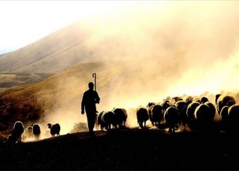 Sektör temsilcileri: Türkiye’nin et stoku azalıyor, kırmızı ete en az yüzde 30 zam gelecek