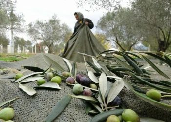 Soyer: Davayı a&ccedil;tık, zeytinliklerimizi ranta kurban etmeyeceğiz