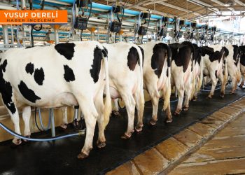 Süt krizi büyüyor; yüzde 30 zam bile kurtarmayacak!