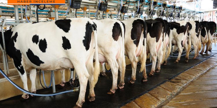 Süt krizi büyüyor; yüzde 30 zam bile kurtarmayacak!