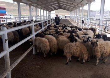 Ticaret Bakanlığından "Katar'a 2,5 milyon küçükbaş canlı hayvan ihracatı" iddialarına yalanlama