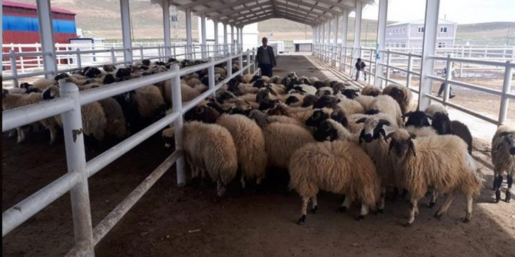 Ticaret Bakanlığından "Katar'a 2,5 milyon küçükbaş canlı hayvan ihracatı" iddialarına yalanlama