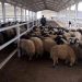 Ticaret Bakanlığından "Katar'a 2,5 milyon küçükbaş canlı hayvan ihracatı" iddialarına yalanlama