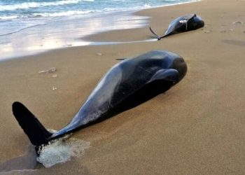TÜDAV: Batı Karadeniz kıyılarında boğulma sonucu 80 yunus öldü