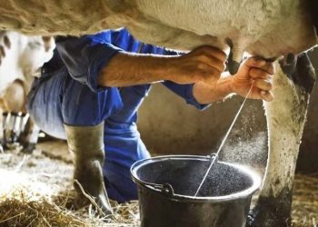 TÜSEDAD: Süt zammı yetersiz, üretici hayvanını kesime göndermek zorunda