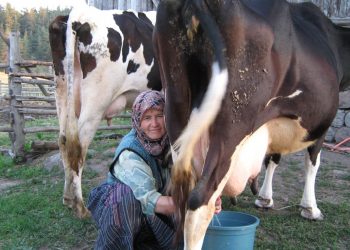 TÜSEDAD bir kez daha uyardı: Süte yapılan zam yetersiz, inekler kesime gidecek