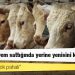 Türkiye Yem Sanayicileri Birliği: Fabrikalar yem sattığında yerine yenisini koyamıyor
