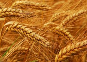 Türkiye ve Lübnan için buğday fiyatı alarmı: Seneye fiyatlar uçacak