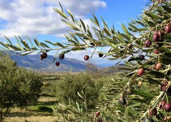 UZZK Başkanı Tan: Zeytincilik kanunu yönetmelik ile delinmek isteniyor