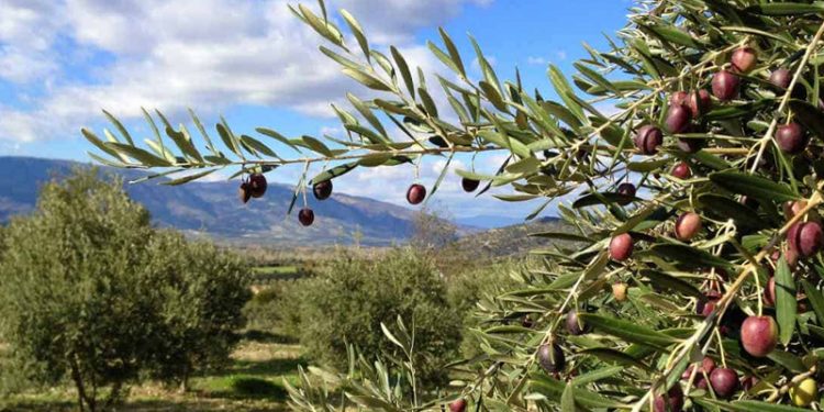 UZZK Başkanı Tan: Zeytincilik kanunu yönetmelik ile delinmek isteniyor