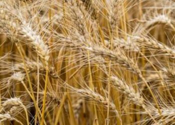 Ukrayna, Rusya'nın işgaline rağmen 150 bin hektarlık alanda tahıl ekimi gerçekleştirdi