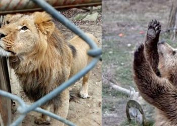 Ukrayna'da geride kalan hayvanlar zor durumda: Korkudan, açlıktan ve soğuktan acı çekiyorlar