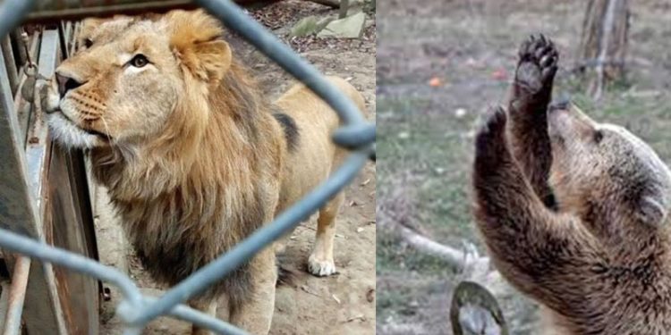 Ukrayna'da geride kalan hayvanlar zor durumda: Korkudan, açlıktan ve soğuktan acı çekiyorlar