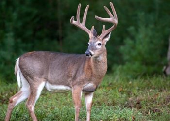 WHO: ABD'deki ak kuyruklu geyiklerin üçte birine Covid-19'a neden olan virüs bulaştı