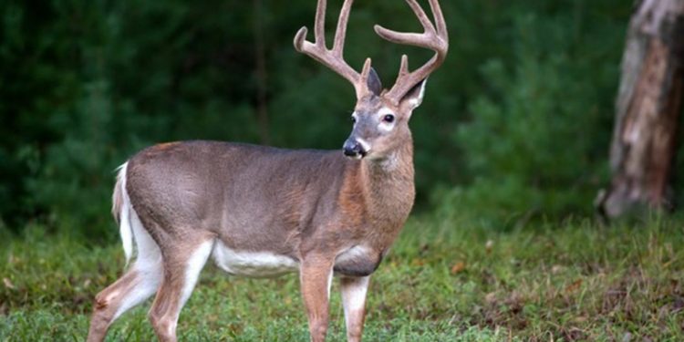 WHO: ABD'deki ak kuyruklu geyiklerin üçte birine Covid-19'a neden olan virüs bulaştı