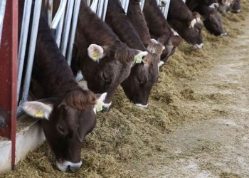 Yem fiyatlarında Erdoğan'ın 'indirim' sözü kısa sürdü: Art arda zam yapıldı