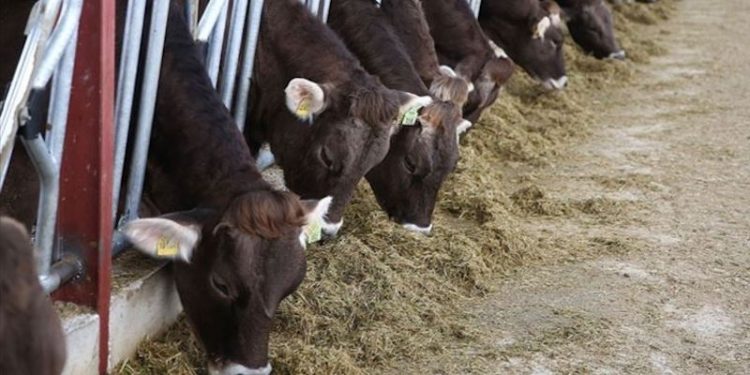 Yem fiyatlarında Erdoğan'ın 'indirim' sözü kısa sürdü: Art arda zam yapıldı