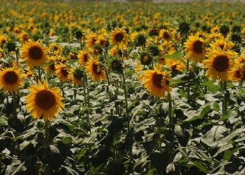 Yenişafak’tan ‘Evde ayçiçeği yağı nasıl yapılır’ tarifi