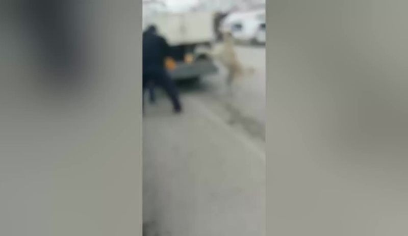 Yozgat'ta belediye ekiplerinin sokak köpeklerini zehirlediği iddia edildi