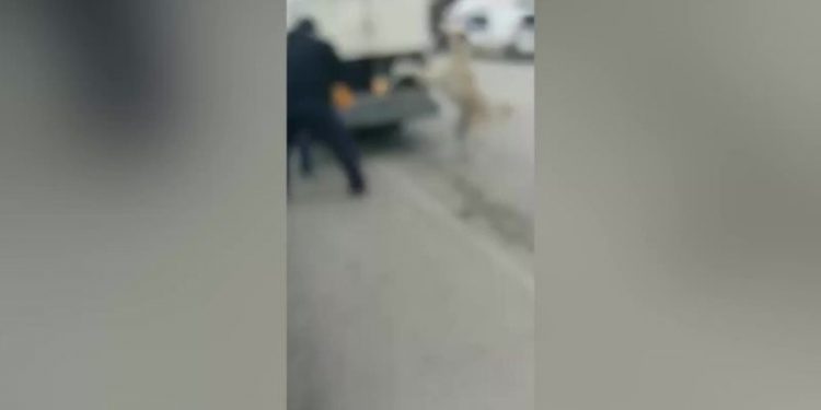 Yozgat'ta belediye ekiplerinin sokak köpeklerini zehirlediği iddia edildi