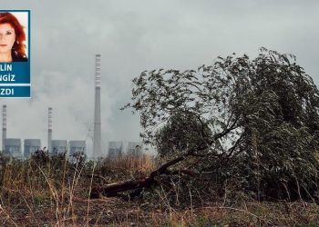 Zeytin karası değil bu yüz karası: Ağaç dikin demiyoruz, ağaç kesmeyin yeter
