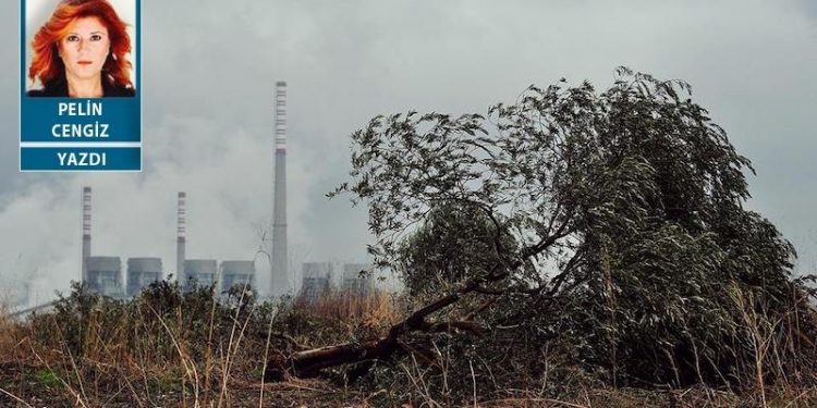 Zeytin karası değil bu yüz karası: Ağaç dikin demiyoruz, ağaç kesmeyin yeter