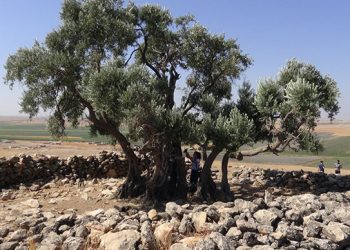 Zeytinlik alanlarda madencilik faaliyetinin önü açıldı