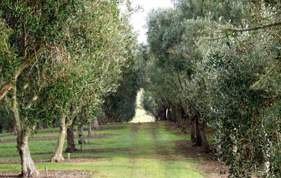 Zeytinliklere AKP hançeri! Zeytin sahaları madenciliğe açıldı