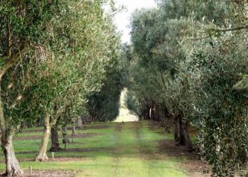 Zeytinliklere AKP hançeri! Zeytin sahaları madenciliğe açıldı