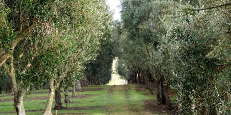 Zeytinliklere AKP hançeri! Zeytin sahaları madenciliğe açıldı