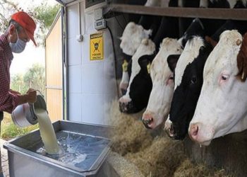 Çiğ süte yüzde 21 zam geldi