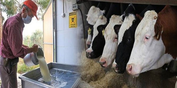 Çiğ süte yüzde 21 zam geldi