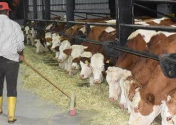 Üreticiler çiğ sütte zam istedi: Fiyat sabit tutulursa ilerde daha da artar