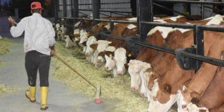 Üreticiler çiğ sütte zam istedi: Fiyat sabit tutulursa ilerde daha da artar