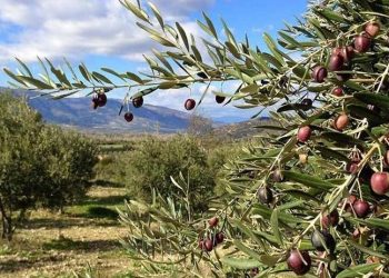 İYİ Parti, zeytinlikleri maden sahasına açan kararla ilgili Danıştay'a başvurdu
