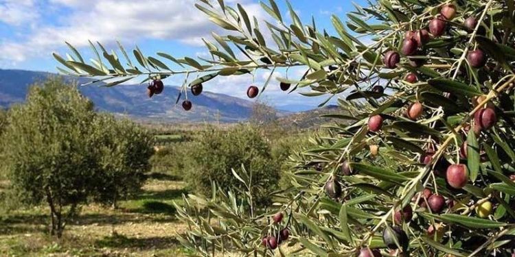 İYİ Parti, zeytinlikleri maden sahasına açan kararla ilgili Danıştay'a başvurdu