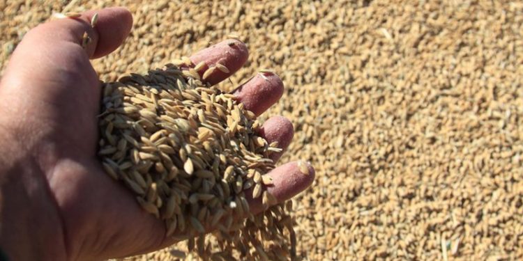 İpsala Belediye Başkanı Ünsal, çeltik fiyatının belirlenmesini istedi: Çalışsak batıyoruz, çalışmasak yine batıyoruz