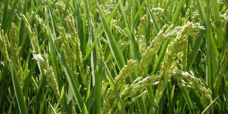 İpsala Belediyesi'nden çeltik fiyatı için çağrı: Çalışsak batıyoruz, çalışmasak yine batıyoruz