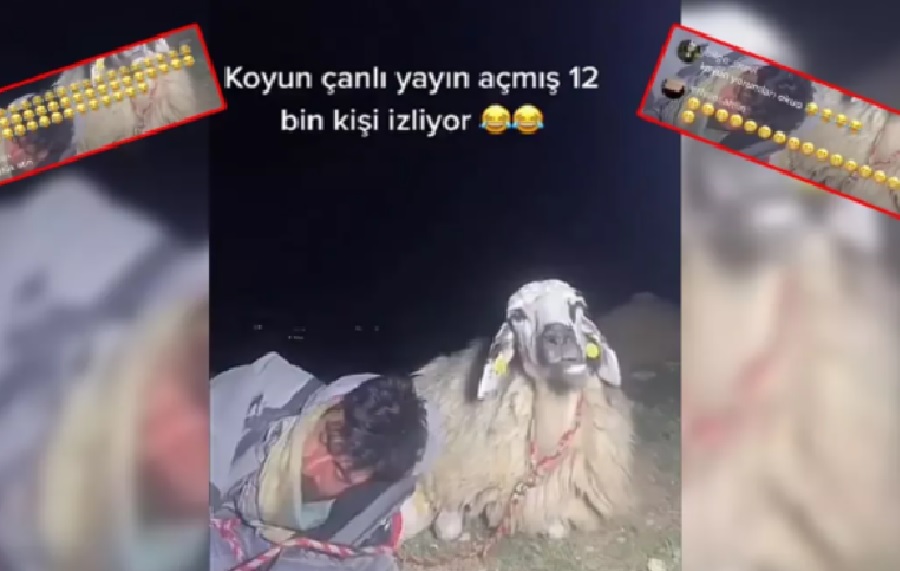 Çoban canlı yayında uyuya kaldı, 12 bin kişi koyunun geviş getirmesini izledi!