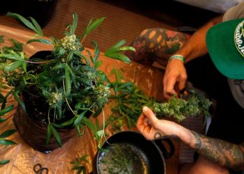 Avrupalıların yarısından fazlası esrarın yasallaşmasını istiyor