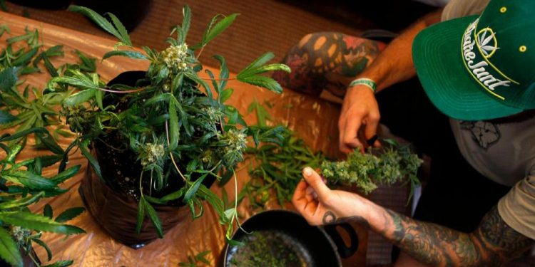 Avrupalıların yarısından fazlası esrarın yasallaşmasını istiyor