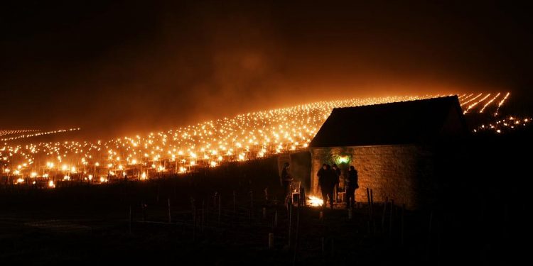 Fransa’da çiftçiler soğuğa karşı üzüm bağlarını ateş yakarak ısıtıyor