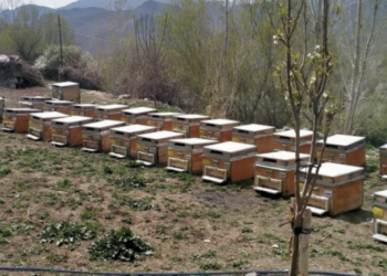 23 arı kovanı çalmıştı: Tutuklandı