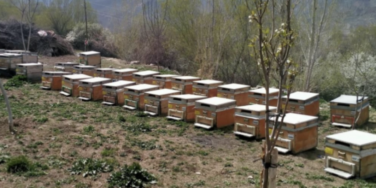 23 arı kovanı çalmıştı: Tutuklandı