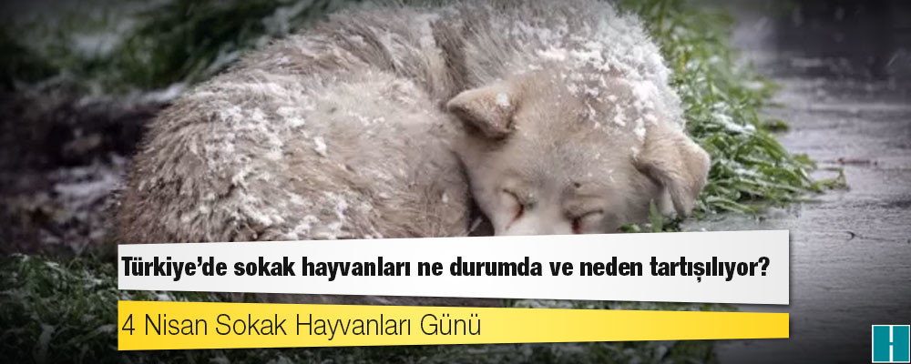 4 Nisan Sokak Hayvanları Günü: Türkiye'de sokak hayvanları ne durumda ve neden tartışılıyor?