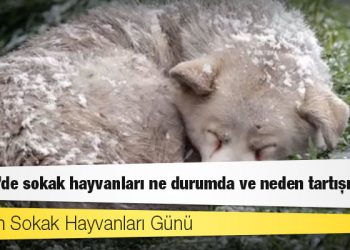 4 Nisan Sokak Hayvanları Günü: Türkiye'de sokak hayvanları ne durumda ve neden tartışılıyor?