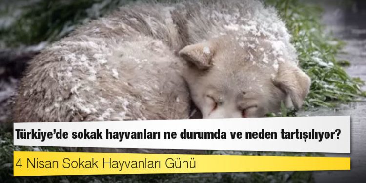 4 Nisan Sokak Hayvanları Günü: Türkiye'de sokak hayvanları ne durumda ve neden tartışılıyor?