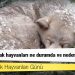 4 Nisan Sokak Hayvanları Günü: Türkiye'de sokak hayvanları ne durumda ve neden tartışılıyor?