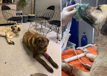 4 gün arayla ikinci kez aynı bölgede zehirlenen köpeğin yaşam savaşı sürüyor