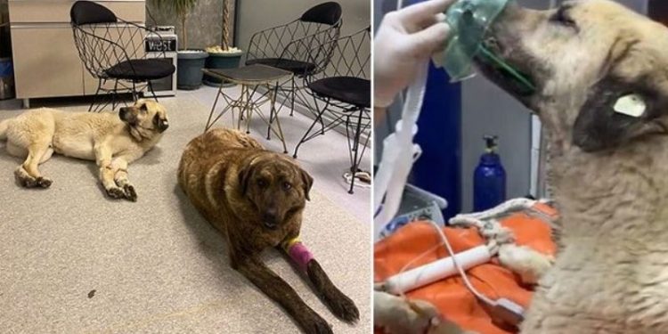4 gün arayla ikinci kez aynı bölgede zehirlenen köpeğin yaşam savaşı sürüyor